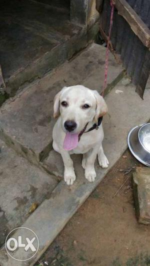 Lab Very Good Quality. 5 Month Age. 2 Vaccine