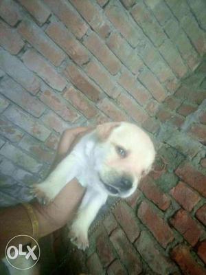 Lab male female ambully male female pup for sale