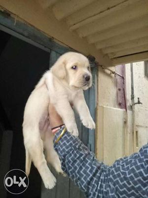 Labrador Pupps avlable in good Quality male 