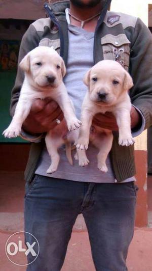 Labrador high quality Puppies pure breed all breed pupp