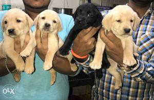 Labrador male female puppies with kci certificate