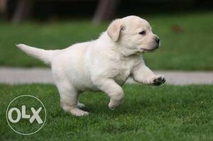 Labrador puppies for sale, male puppies ,