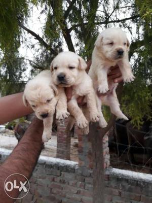 Labrador pupps avilable for show home.