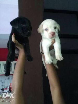 Labrador puppy available at discounted rates.