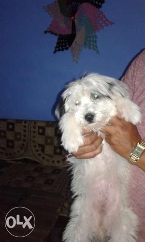 Lhasa apso female puppy 3 month old top quality