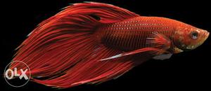 Light red imported beta fish urgent sale