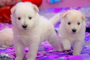 Little teddy type Cultural Pomeranian puppies