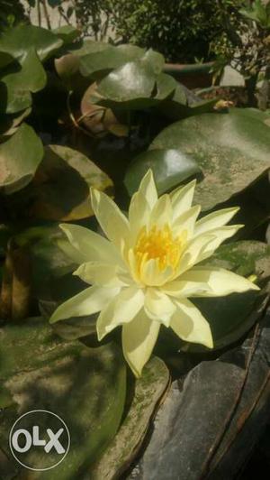 Live water lily live plant Day Blooming
