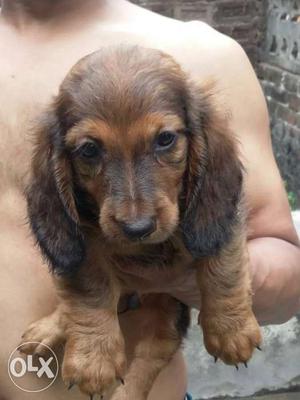 Long haired dachshund pup