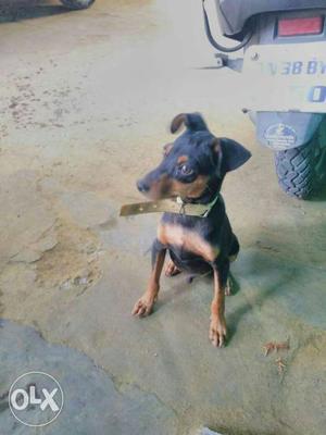 Minpin 3 months male pup available for sale