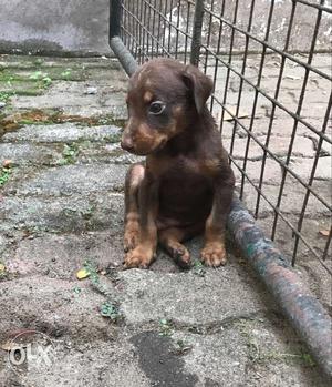 One month old male doberman pup for sale