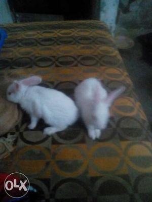 Pair of rabbit in 