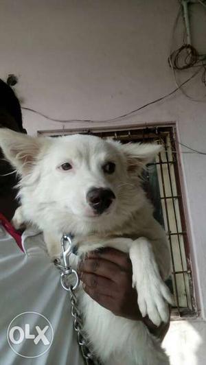 Pem dog 7months old female health dog by sell any