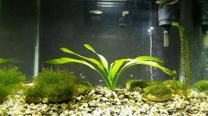 Penguin tetra fish 5pic for rupees size 2 cm