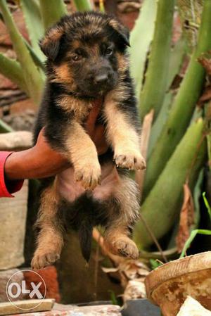 Perfect German shepherd puppy heavy quality