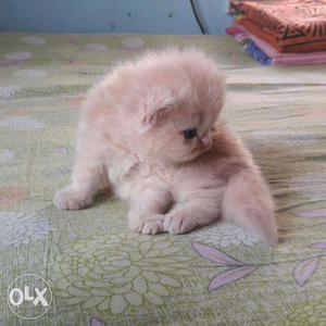 Persian cat kittens available starting price