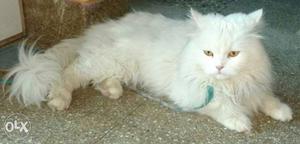 Persian cat pure whait 1year old male