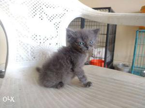 Persian kitten gry male