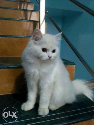 Persion cat 6month old female avilble with