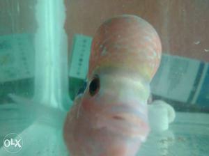 Pink And White Flowerhorn Cichlid