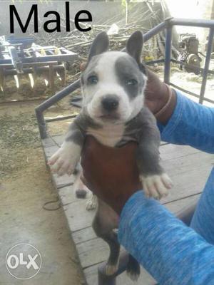 Pitbull male for sale in its best of quality