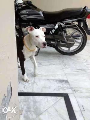 Pitbulll dog 6.5 mnth old top quality sell and
