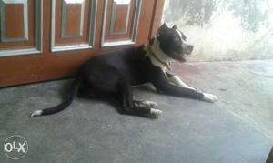 Pittbull female only 5 month puppy