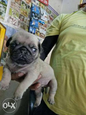Pocket size pug puppy available..