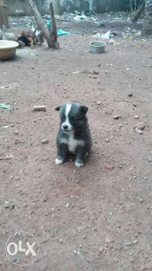 Pomeranian puppies for sale 3 male and 1 female