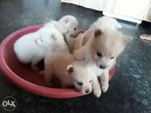 Pomerian puppies pure breed 30 days old