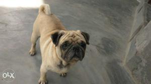 Pug age 18 month male