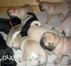 Pug puppies available ready stock come see n buy