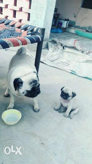 Pug puppy 50 days age active full