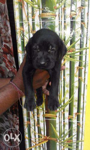 Pure Breed Labrador Puppies(both male and female)