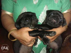 Pure black pug puppies for sale