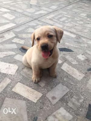 Pure breed labra female puppy is ready for sale.