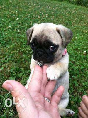 Pure breed pug 4males 1female price is a bit