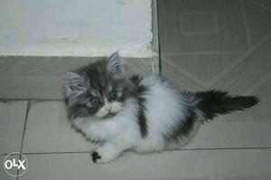 Pure lineage Persian Import breed