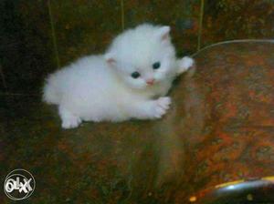 Pure pershian female r available