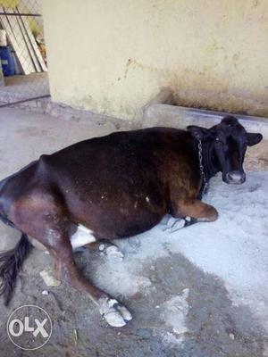 Rajeev Chaudhary cow HF milk  leter
