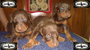 Real ShowQuality, Gr.Ch. Pedigreed Doberman Puppies At