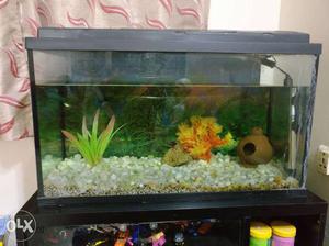 Rectangular Black Frame Fish Tank