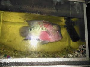 Red And Silver Flowerhorn Fish