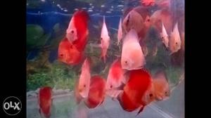 Red Discus Size 3.5