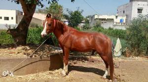 Red Horse In Lasalgaon