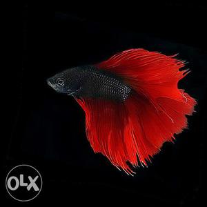 Red imported beta fish