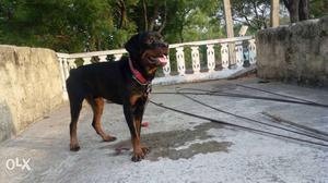 Rottweiler 7month puppy