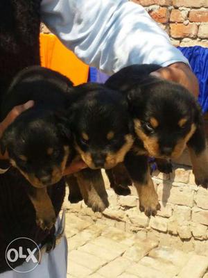 Rottweiler Puppies hevy bone pure breed