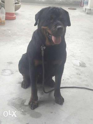 Rottweiler female 3 years old