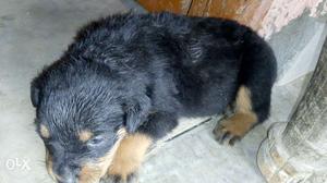 Rottweiler good quality male and female